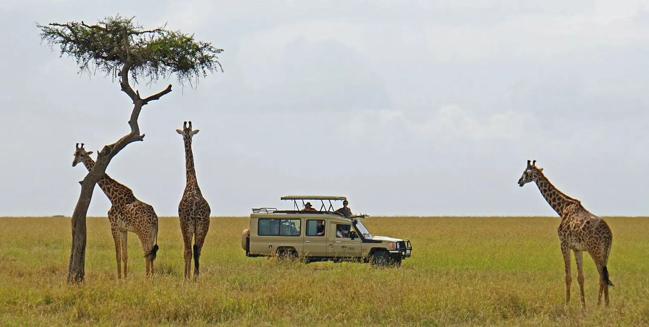 Touristen in einem Safarifahrzeug von Kenya Experience mit drei Giraffen und einer Akazie