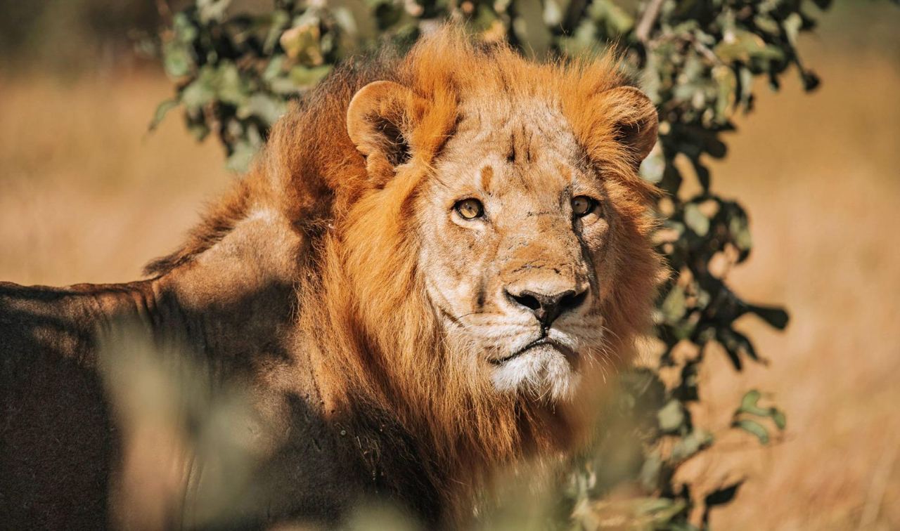 Ein Löwe in Nahaufnahme im Chobe Nationalpark